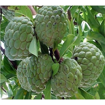 Natürlicher Graviola Extrakt / Sweetsop Extrakt (XT-FL441)